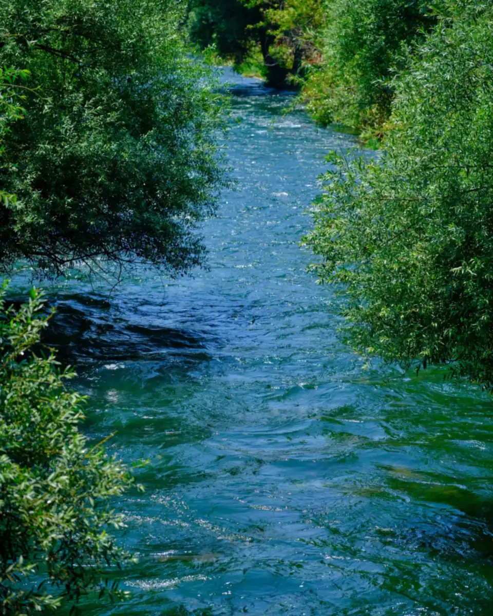 A river running between green trees